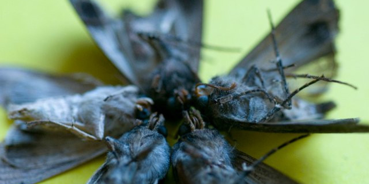 Fair Go Casino Free Play: No-Deposit Codes & Free Spins