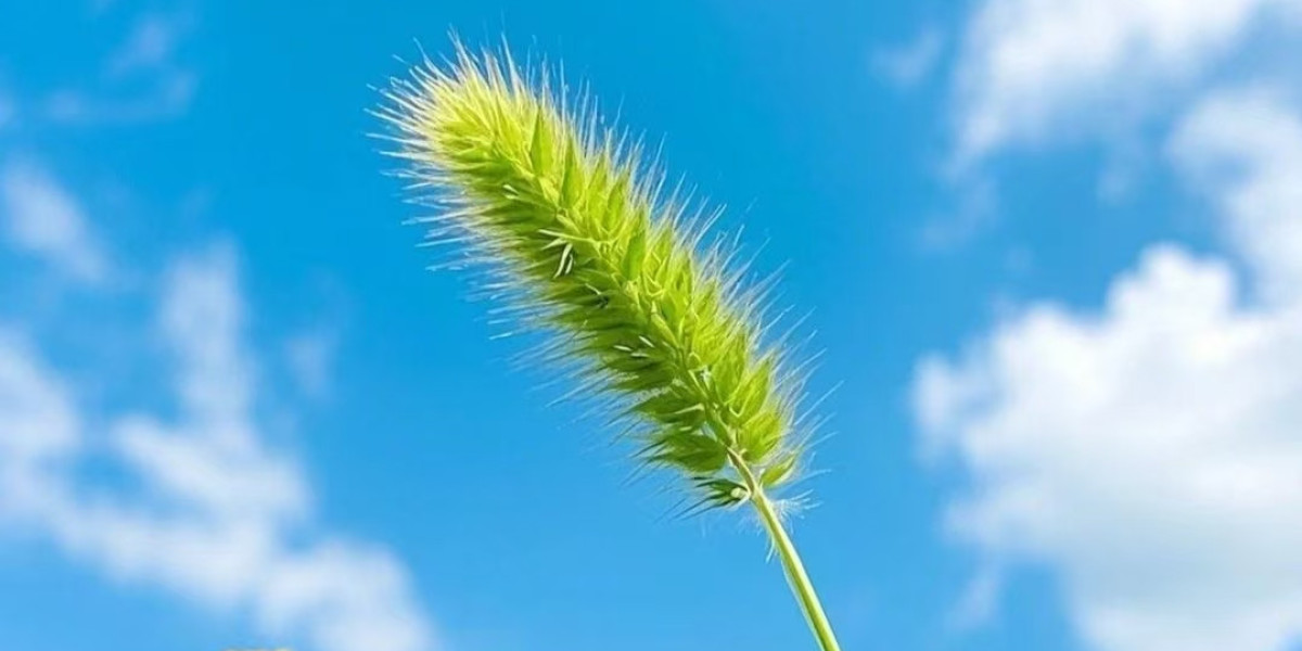 Giants trivia: Your in just-5 day-to-day sport, Thursday model