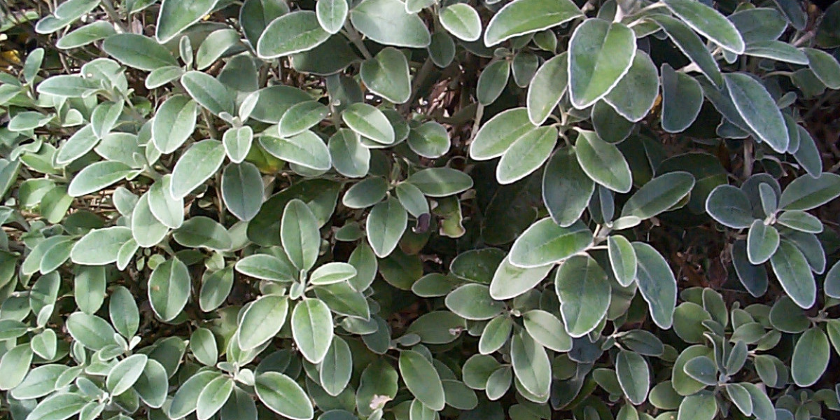 Real Money Pokies & VIP Rewards