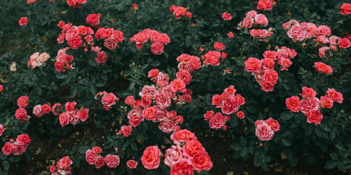 u4gm Pokemon TCG Pocket Redemption Codes Guide